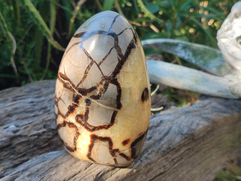 Polished Septerye Standing Free Forms x 2 From Mahajanga, Madagascar - Toprock Gemstones and Minerals 