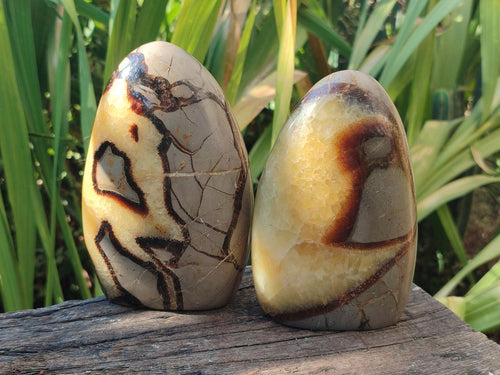 Polished Septerye Standing Free Forms x 2 From Mahajanga, Madagascar - Toprock Gemstones and Minerals 