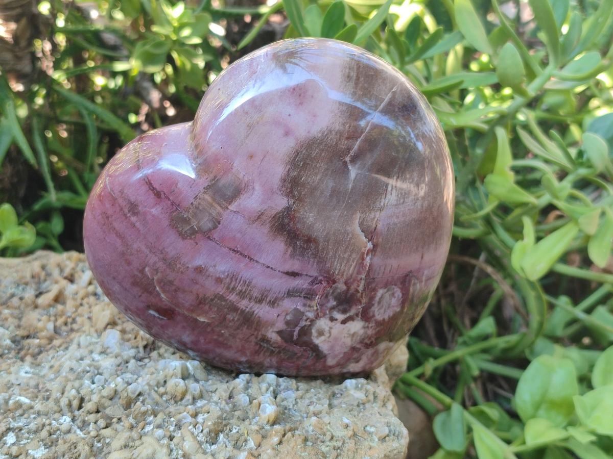 Polished Large Red Podocarpus Petrified Wood Heart x 1 From Mahajanga, Madagascar - Toprock Gemstones and Minerals 