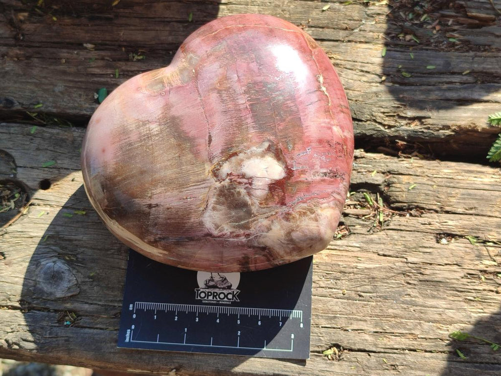 Polished Large Red Podocarpus Petrified Wood Heart x 1 From Mahajanga, Madagascar - Toprock Gemstones and Minerals 