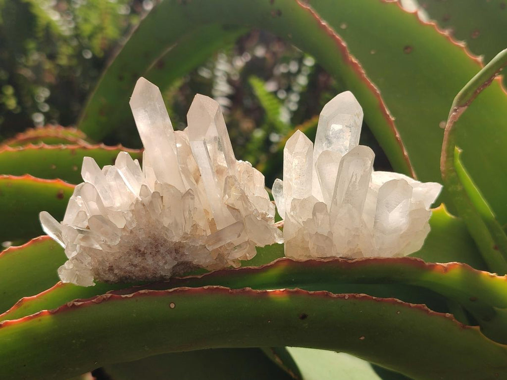 Natural Clear Quartz Clusters x 12 From Madagascar