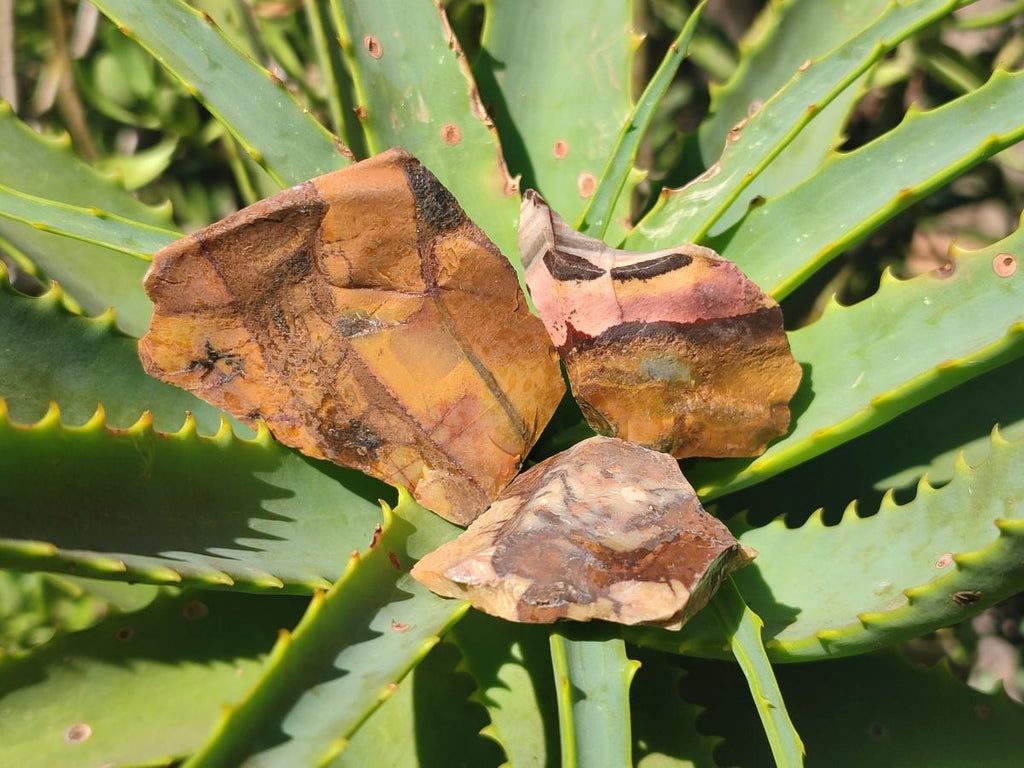 Natural Nguni Jasper Cobbed Specimens x 67 From Northern Cape, South Africa - Toprock Gemstones and Minerals 