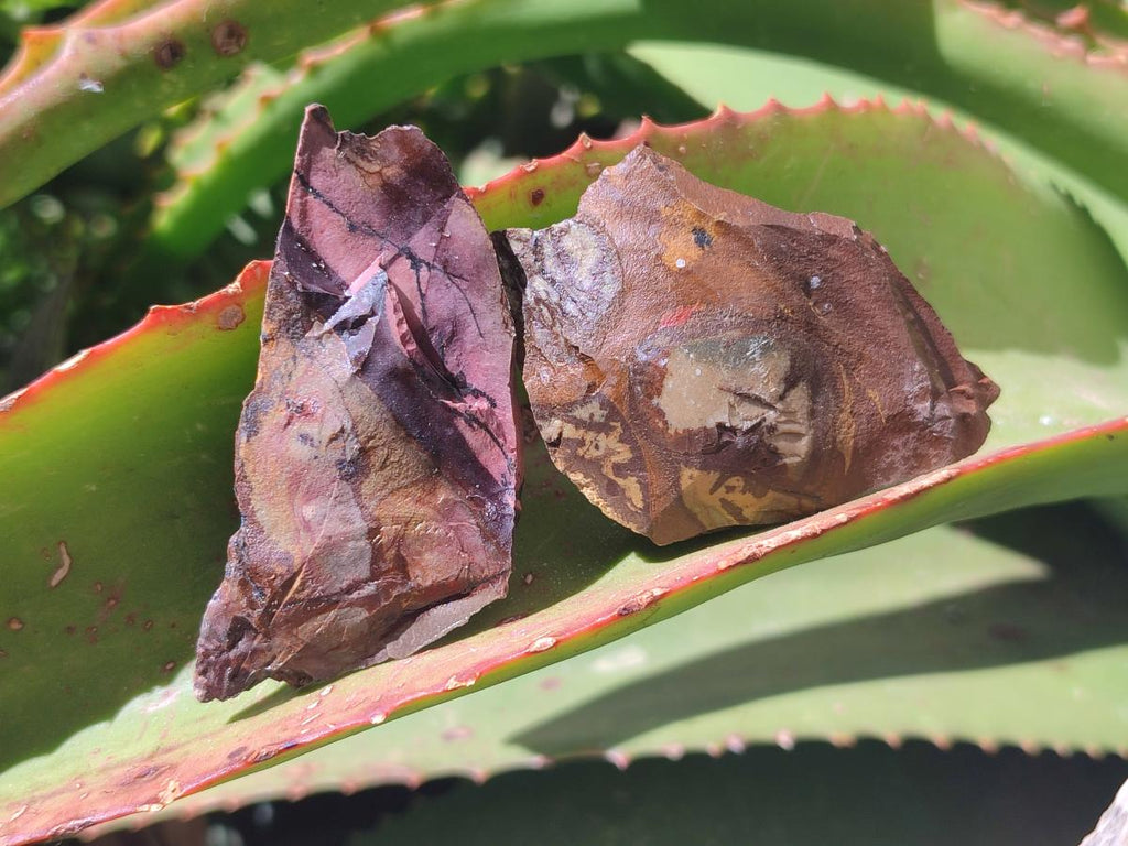 Natural Nguni Jasper Cobbed Specimens x 67 From Northern Cape, South Africa - Toprock Gemstones and Minerals 