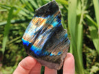 Polished One Side Labradorite Specimens x 12 From Madagascar - Toprock Gemstones and Minerals 