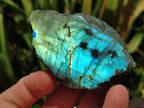 Polished One Side Labradorite Specimens x 12 From Madagascar - Toprock Gemstones and Minerals 