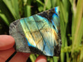 Polished One Side Labradorite Specimens x 12 From Madagascar - Toprock Gemstones and Minerals 
