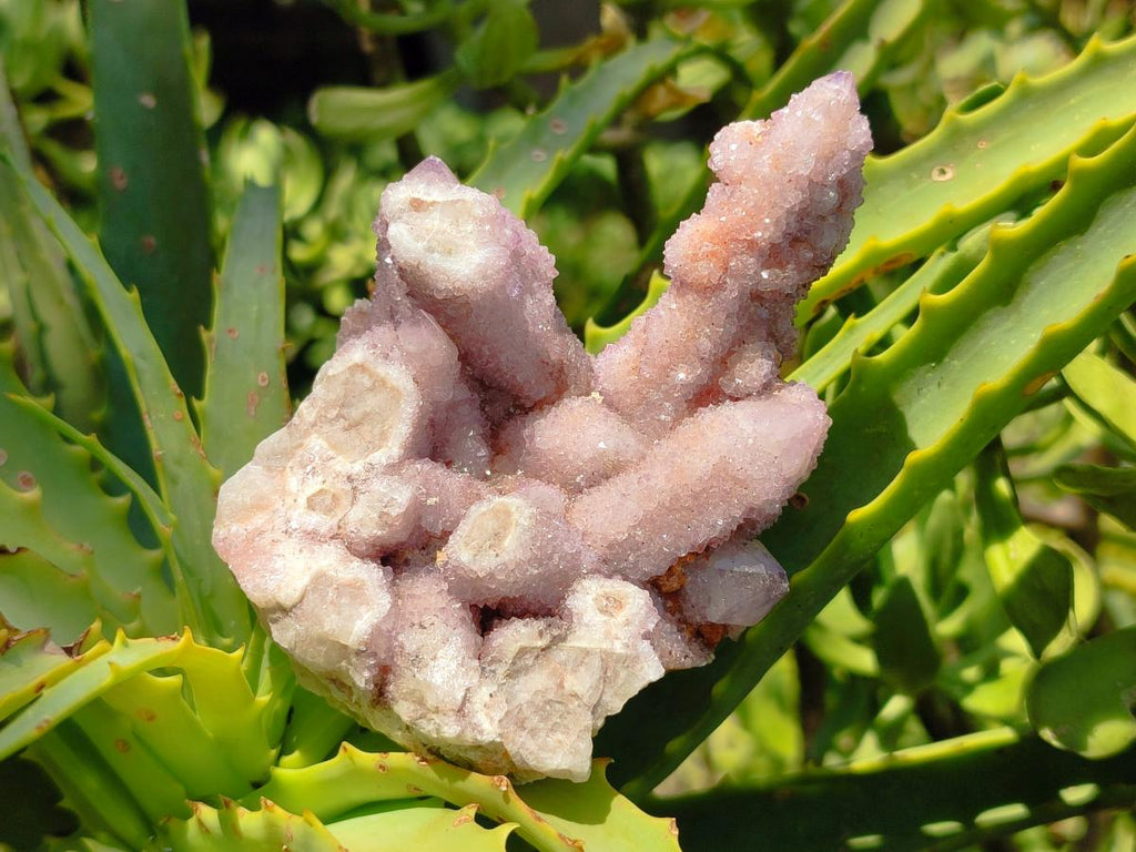 Natural Amethyst Spirit Clusters x 38 From Boekenhouthoek, South Africa - Toprock Gemstones and Minerals 