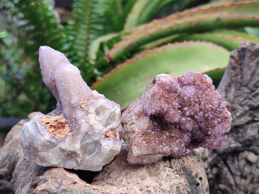 Natural Amethyst Spirit Clusters x 38 From Boekenhouthoek, South Africa - Toprock Gemstones and Minerals 
