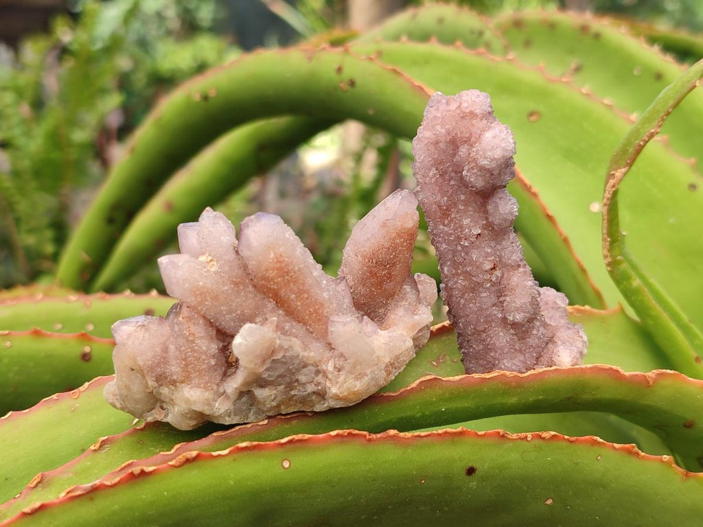 Natural Amethyst Spirit Clusters x 38 From Boekenhouthoek, South Africa - Toprock Gemstones and Minerals 