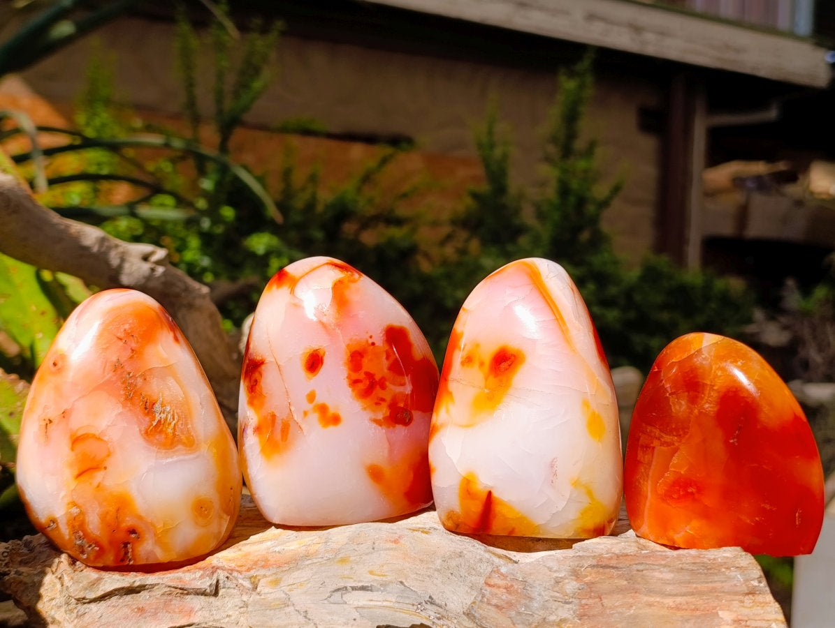 Polished Carnelian Agate Gemstone Standing Free Forms x 12 From Madagascar - Toprock Gemstones and Minerals 