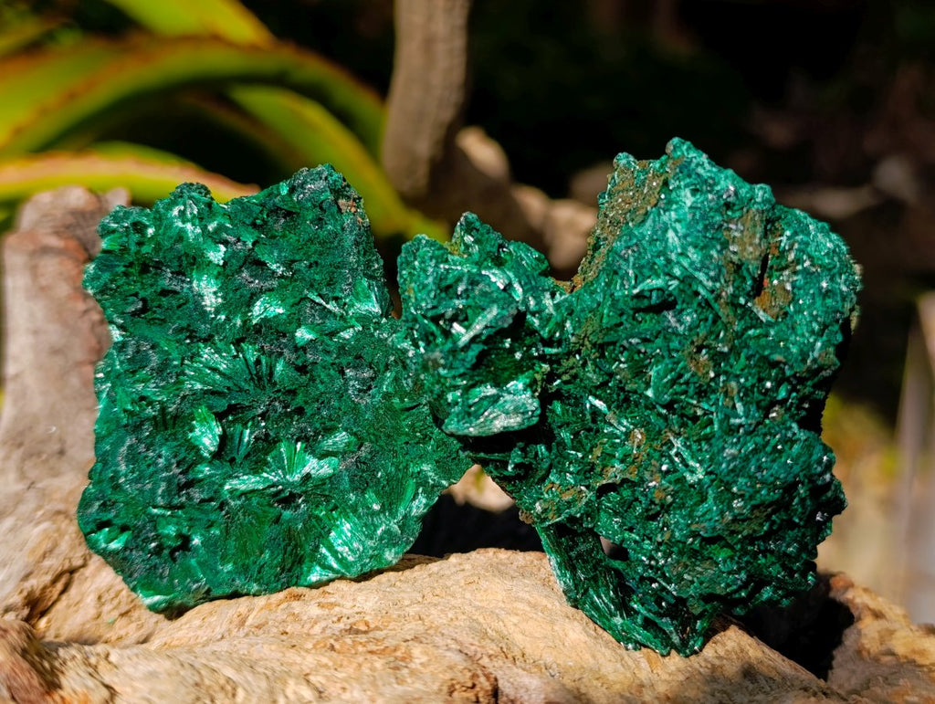 Natural Silky Malachite Specimens x 12 From Kasompe, Congo - Toprock Gemstones and Minerals 