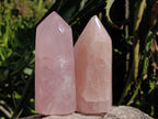Polished Gemmy Rose Quartz Crystal Points x 4 From Madagascar - Toprock Gemstones and Minerals 