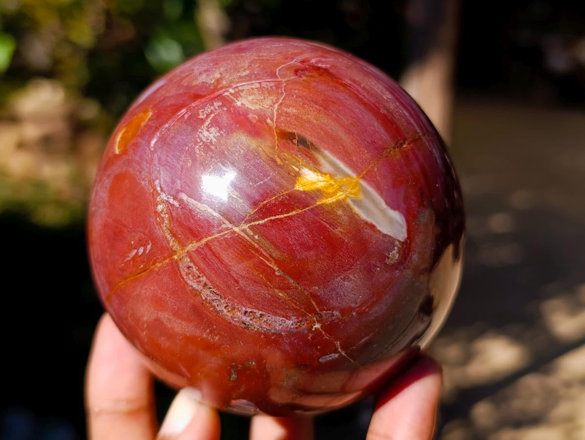Polished Red Podocarpus Petrified Wood Spheres x 2 From Mahajanga, Madagascar - Toprock Gemstones and Minerals 