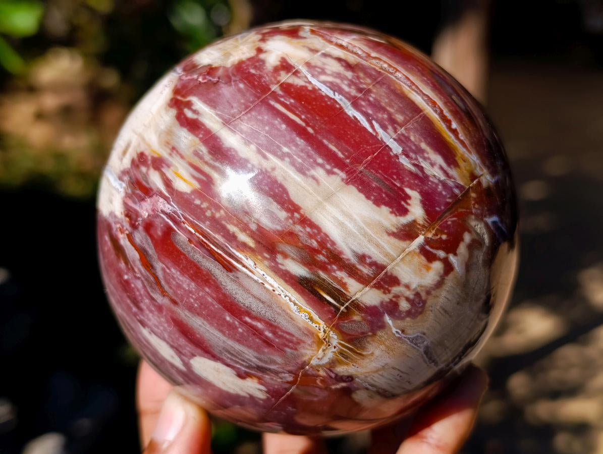 Polished Red Podocarpus Petrified Wood Spheres x 2 From Mahajanga, Madagascar - Toprock Gemstones and Minerals 