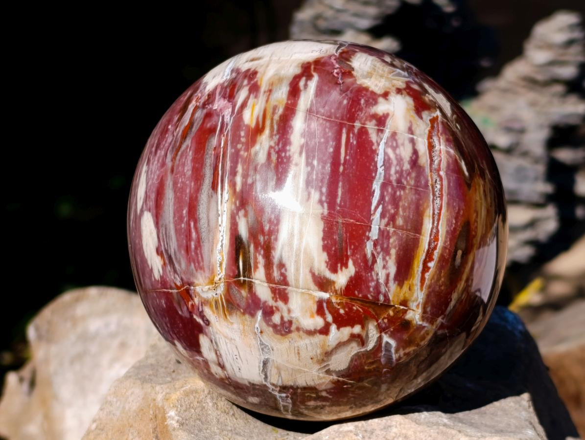 Polished Red Podocarpus Petrified Wood Spheres x 2 From Mahajanga, Madagascar - Toprock Gemstones and Minerals 