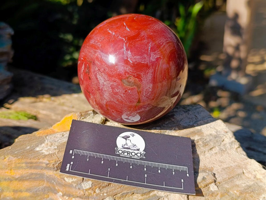 Polished Red Podocarpus Petrified Wood Spheres x 2 From Mahajanga, Madagascar - Toprock Gemstones and Minerals 