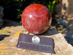 Polished Red Podocarpus Petrified Wood Spheres x 2 From Mahajanga, Madagascar - Toprock Gemstones and Minerals 
