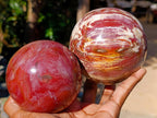 Polished Red Podocarpus Petrified Wood Spheres x 2 From Mahajanga, Madagascar - Toprock Gemstones and Minerals 