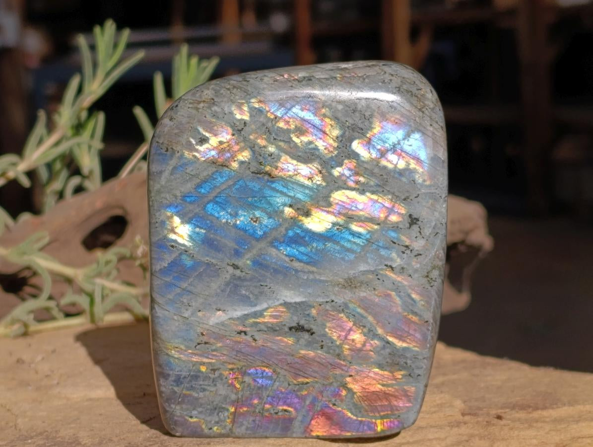 Natural Smokey Window Amethyst Crystals x 12 From Chiredzi, Zimbabwe - Toprock Gemstones and Minerals 