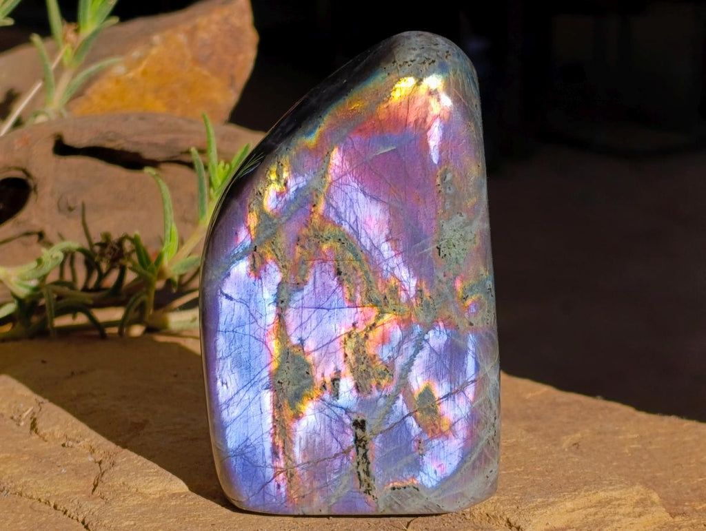 Natural Smokey Window Amethyst Crystals x 12 From Chiredzi, Zimbabwe - Toprock Gemstones and Minerals 