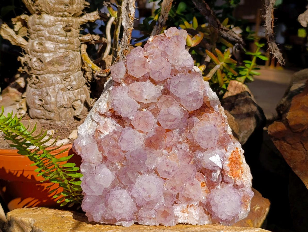 Natural Large Amethyst Spirit Quartz Cluster x 1 From Boekenhouthoek, South Africa - Toprock Gemstones and Minerals 