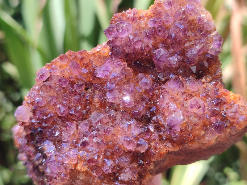 Natural Dark Purple Amethyst Spirit Quartz Crystal Plates x 7 From Boekenhouthoek, South Africa - Toprock Gemstones and Minerals 
