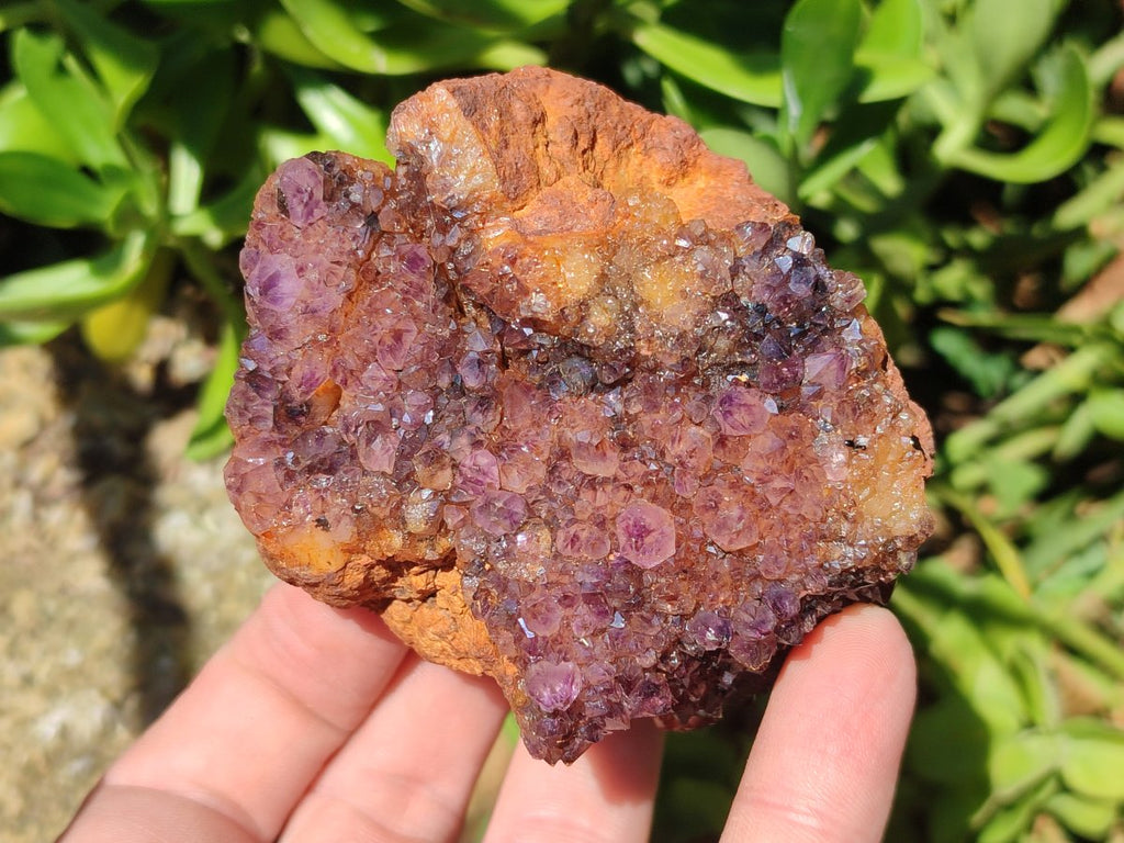 Natural Dark Purple Amethyst Spirit Quartz Crystal Plates x 7 From Boekenhouthoek, South Africa - Toprock Gemstones and Minerals 