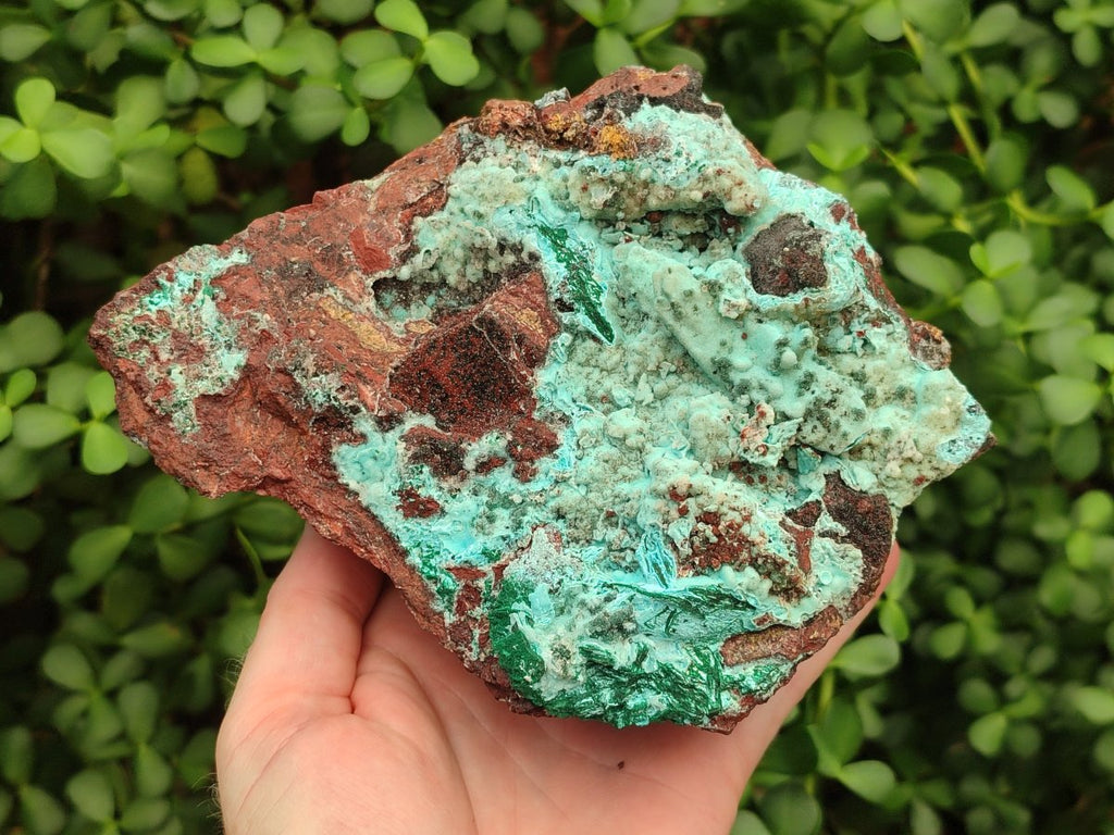 Natural Drusy Chrysocolla with Malachite Pseudomorph Bladed Specimen x From Lupoto Mine, Congo - Toprock Gemstones and Minerals 