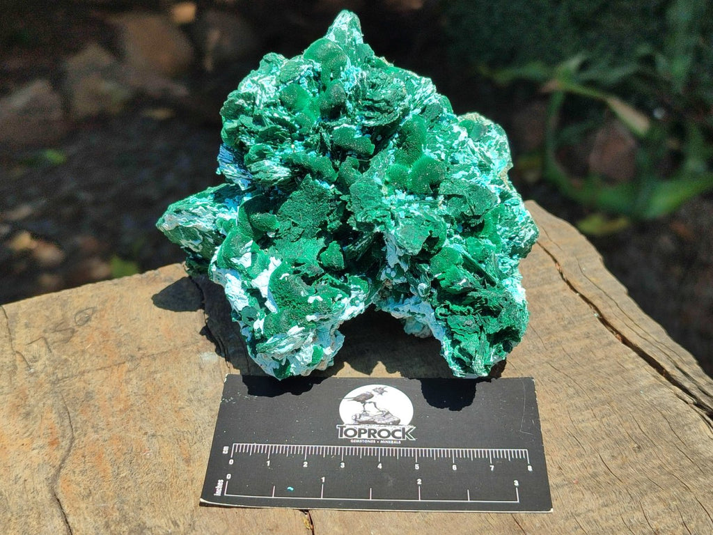 Natural Large Rare Malachite Pseudomorph after Azurite Specimen x 1 From Kolwezi, Congo - Toprock Gemstones and Minerals 