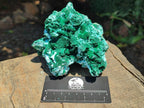 Natural Large Rare Malachite Pseudomorph after Azurite Specimen x 1 From Kolwezi, Congo - Toprock Gemstones and Minerals 