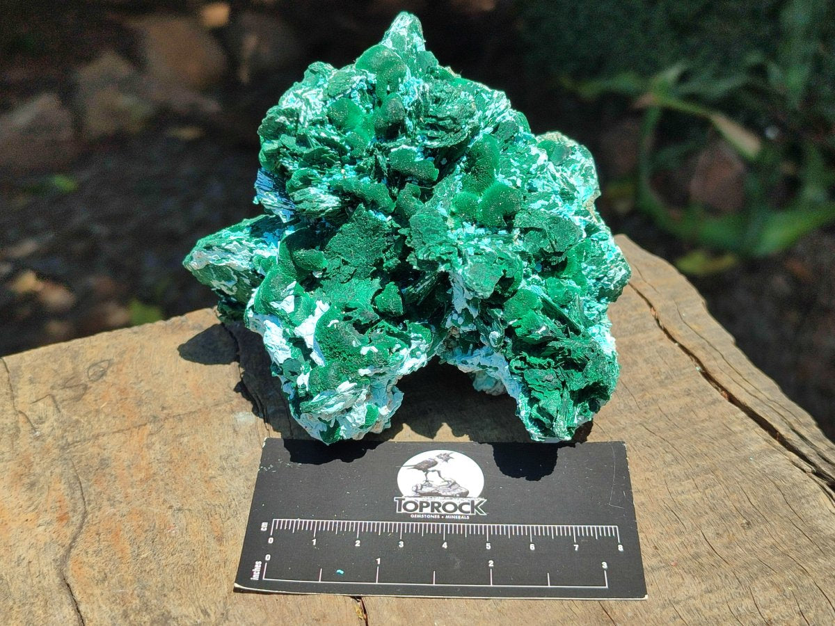Natural Large Rare Malachite Pseudomorph after Azurite Specimen x 1 From Kolwezi, Congo - Toprock Gemstones and Minerals 