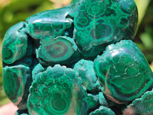 Polished Flower Banded Malachite Free Forms x 6 From Congo - Toprock Gemstones and Minerals 