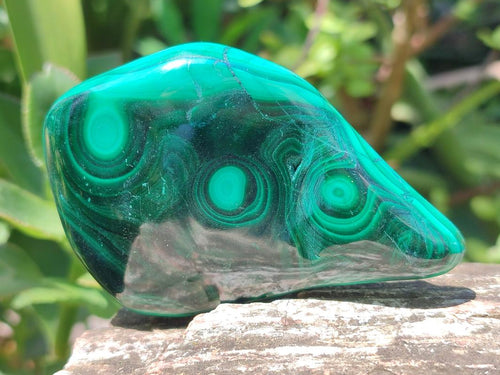 Polished Flower Banded Malachite Free Forms x 6 From Congo - Toprock Gemstones and Minerals 