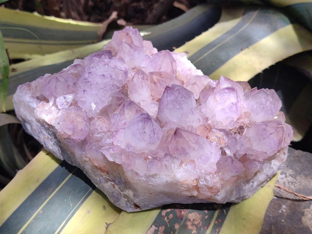 Natural Large Amethyst Spirit Cluster x 1 From Boekenhouthoek, South Africa - Toprock Gemstones and Minerals 