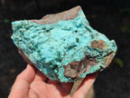 Natural Large Drusy Coated Chrysocolla with Malachite Specimen x 1 From Lupoto Mine, Congo - Toprock Gemstones and Minerals 