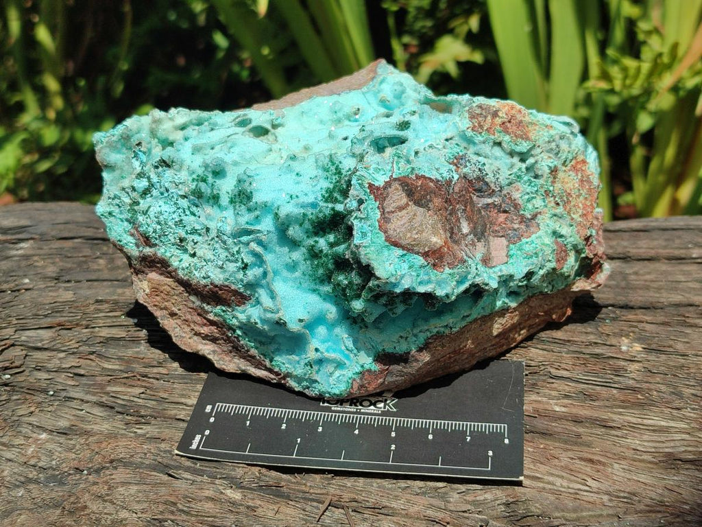 Natural Large Drusy Coated Chrysocolla with Malachite Specimen x 1 From Lupoto Mine, Congo - Toprock Gemstones and Minerals 