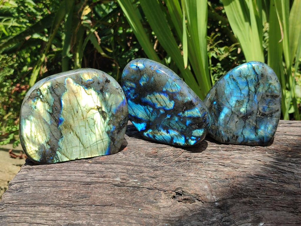 Polished Labradorite Standing Free Forms x 3 From Madagascar - Toprock Gemstones and Minerals 