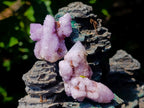 Natural Mixed Spirit Quartz Crystals and Clusters x 53 From Boekenhouthoek, South Africa - Toprock Gemstones and Minerals 