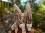 Natural Drusy Quartz Coated Spearhead Calcite Crystals x 12 From Albert's Mountain, Lesotho - Toprock Gemstones and Minerals 