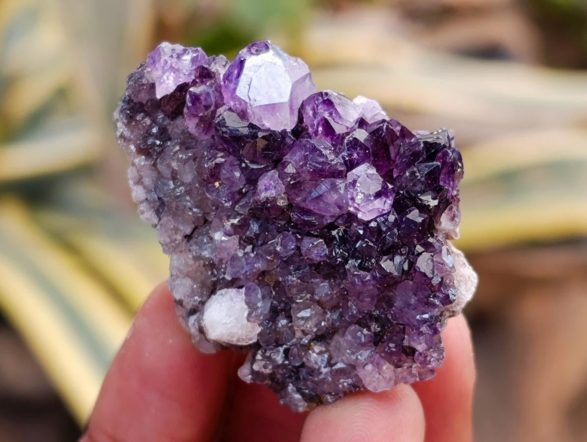 Natural Dark Purple Amethyst Quartz Crystal Plates x 35 From Boekenhouthoek, South Africa - Toprock Gemstones and Minerals 