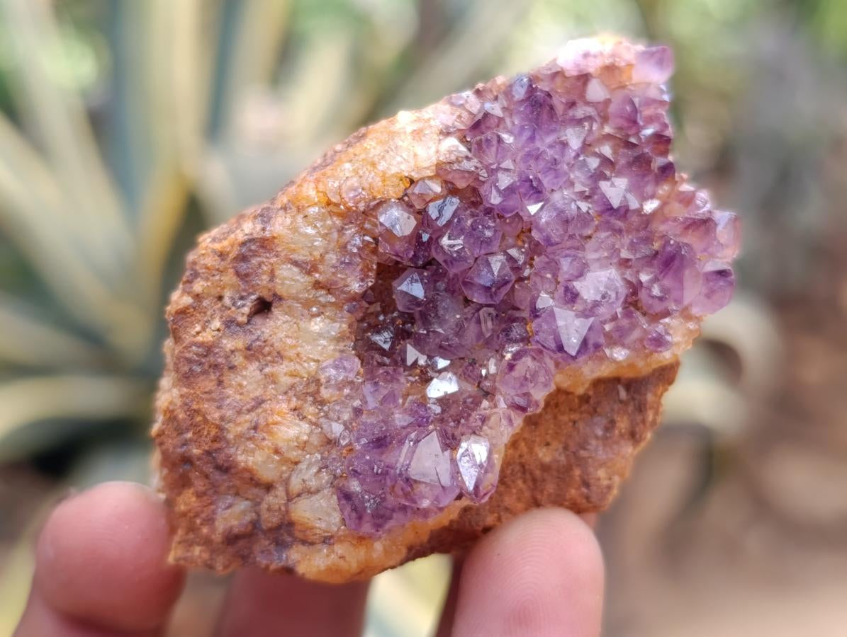 Natural Dark Purple Amethyst Quartz Crystal Plates x 35 From Boekenhouthoek, South Africa - Toprock Gemstones and Minerals 