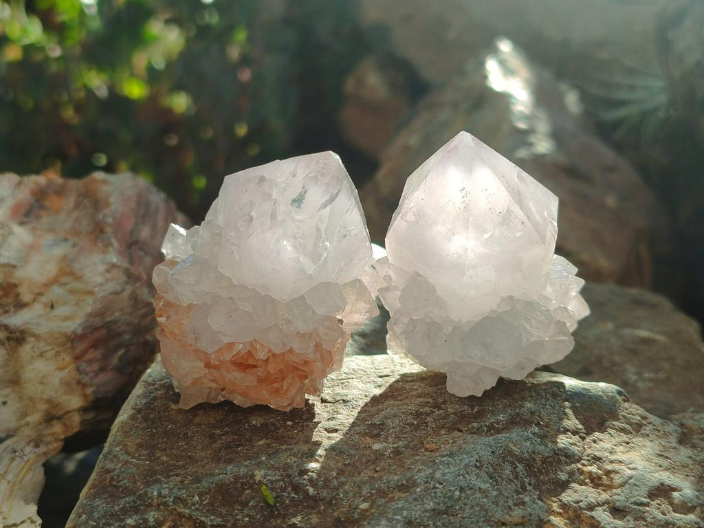 Natural Pale Lilac Cactus Flower Spirit Quartz Single Crystals x 12 From Boekenhouthoek, South Africa - Toprock Gemstones and Minerals 