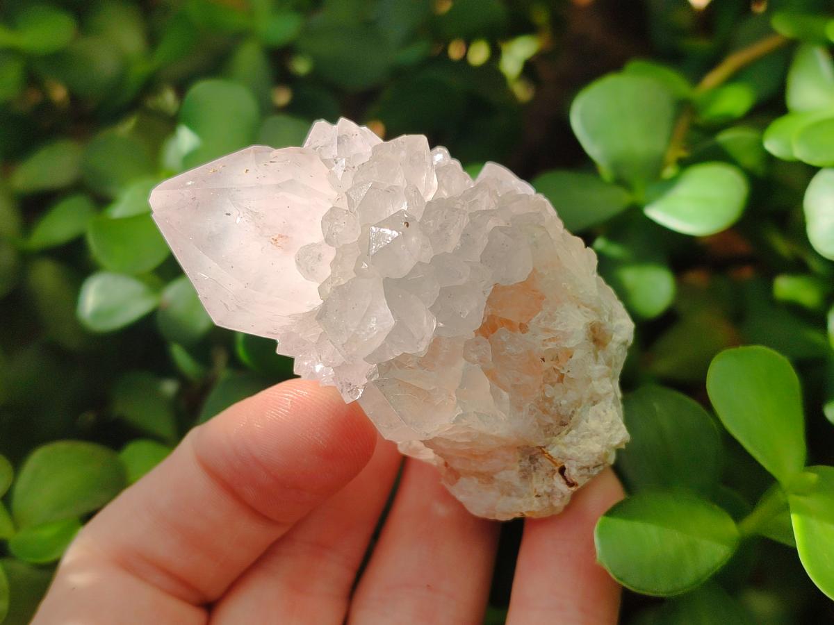 Natural Pale Lilac Cactus Flower Spirit Quartz Single Crystals x 12 From Boekenhouthoek, South Africa - Toprock Gemstones and Minerals 