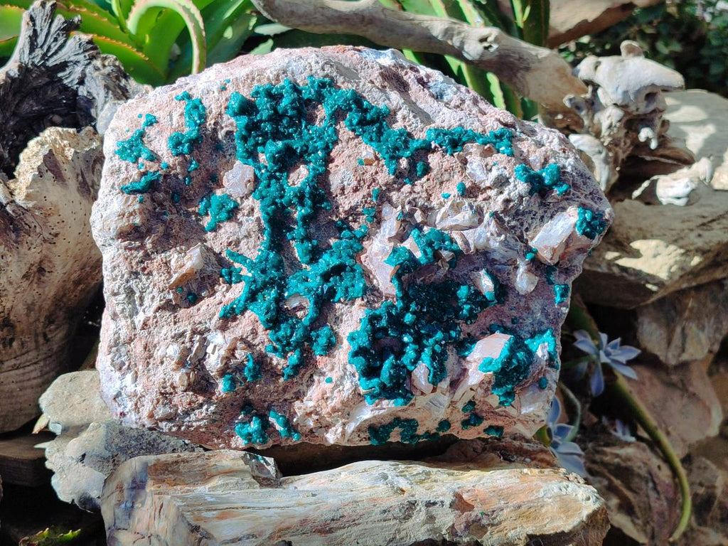 Natural XXL Dioptase on Dolomite Specimen x 1 From Likasi, Congo - Toprock Gemstones and Minerals 