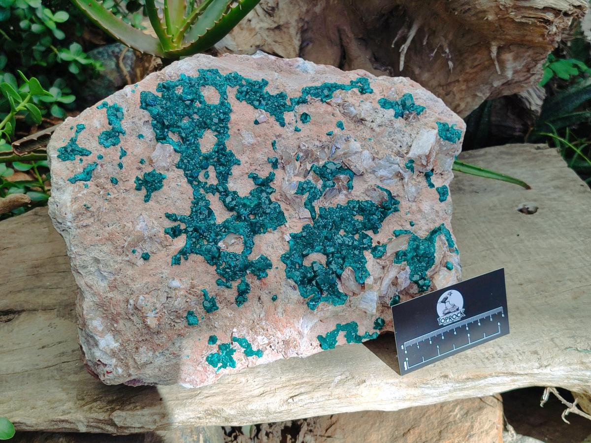 Natural XXL Dioptase on Dolomite Specimen x 1 From Likasi, Congo - Toprock Gemstones and Minerals 