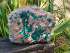 Natural XXL Dioptase on Dolomite Specimen x 1 From Likasi, Congo - Toprock Gemstones and Minerals 