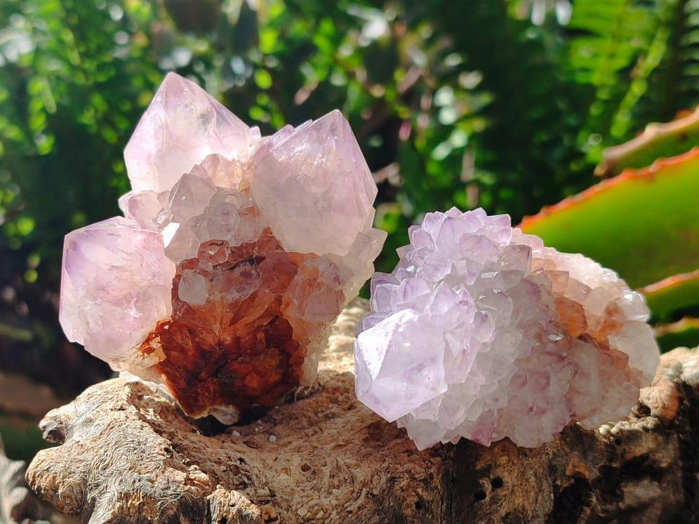 Natural Amethyst Spirit Quartz Clusters x 12 From Boekenhouthoek, South Africa - Toprock Gemstones and Minerals 