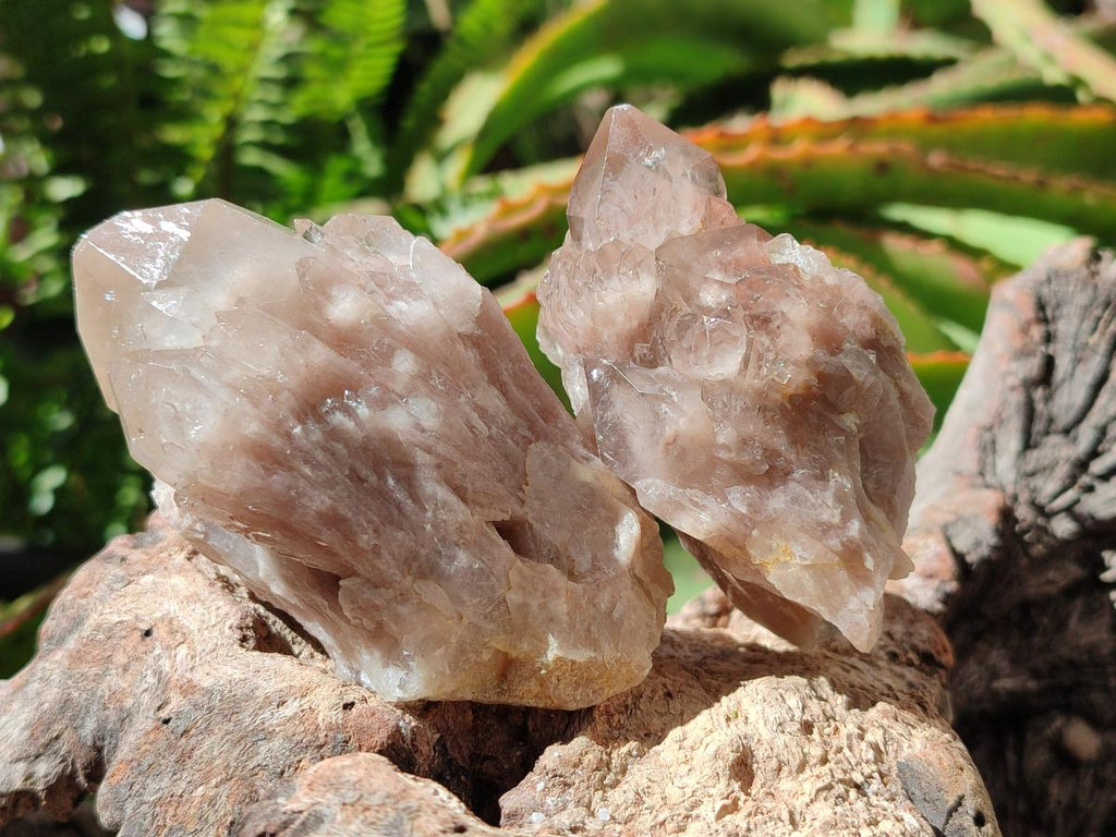 Natural Golden Luena Quartz Clusters x 12 From Luena, Congo - Toprock Gemstones and Minerals 