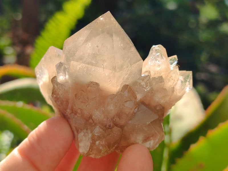 Natural Golden Luena Quartz Clusters x 12 From Luena, Congo - Toprock Gemstones and Minerals 