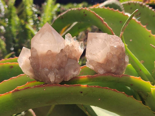 Natural Golden Luena Quartz Clusters x 12 From Luena, Congo - Toprock Gemstones and Minerals 